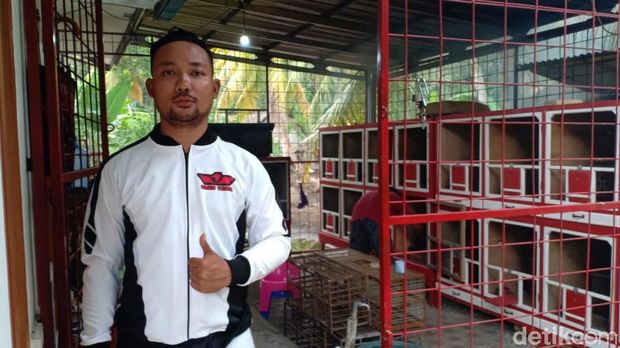 Hobi Merpati di Pangandaran, Bisa Beli Mobil hingga Gaji Pegawai