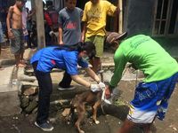 17 Orang Digigit Anjing, Pemkab Sumbawa Nyatakan KLB Rabies