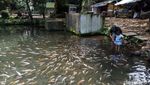 Foto: Adem, Main di Kolam Ikan Alami di Salatiga