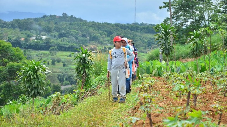 Kegiatan Hiking di Hiking Bocah/Foto: Hiking Bocah Kegiatan Hiking di Hiking Bocah/Foto: Hiking Bocah