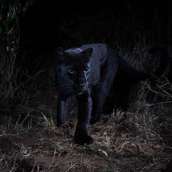 Diketahui bahwa spesies kucing raksasa dengan melanisme disebut sebagai black panther, sama seperti macan tutul hitam di kawasan Asia dan Afrika dan black jaguar di Amerika.Diperkirakan, hanya sekitar 11 persen macan tutul di Bumi ini yang berwarna hitam (Will Burrard-Lucas/Loisaba Conservancy/Facebook) Diketahui bahwa spesies kucing raksasa dengan melanisme disebut sebagai black panther, sama seperti macan tutul hitam di kawasan Asia dan Afrika dan black jaguar di Amerika.Diperkirakan, hanya sekitar 11 persen macan tutul di Bumi ini yang berwarna hitam (Will Burrard-Lucas/Loisaba Conservancy/Facebook)