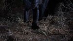 Foto: Penampakan Black Panther di Afrika