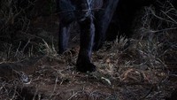 Diketahui bahwa spesies kucing raksasa dengan melanisme disebut sebagai black panther, sama seperti macan tutul hitam di kawasan Asia dan Afrika dan black jaguar di Amerika.Diperkirakan, hanya sekitar 11 persen macan tutul di Bumi ini yang berwarna hitam (Will Burrard-Lucas/Loisaba Conservancy/Facebook)