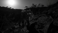 Penampakan itu terjepret camtraptions, suatu kamera jebakan yang didesain khusus oleh para peneliti dari San Diego Zoo Global. Penampakan black panther ini menjadi yang pertama dalam 100 tahun terakhir (Will Burrard-Lucas/Loisaba Conservancy/Facebook)