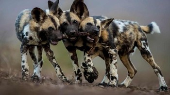 Foto karya Bence Mate turut mendapat predikat Highly Commended. Anjing liar Afrika dewasa adalah pembunuh tanpa ampun, namun anak mereka begitu lucu dan bermain sepanjang hari. Mate memotret saudara-saudara ini di Mkuze, Afrika Selatan. Mereka semua ingin bermain dengan kaki impala dan berusaha menyeretnya ke tiga arah. Foto: Wildlife Photographer of the Year