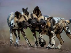 Karya Menyentuh Jawara Kontes Foto Hewan Liar