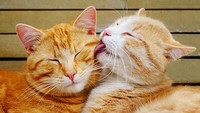 Aksi lucu dan bikin gemas dua ekor kucing di hari Valentine. Istimewa/Dok.Boredpanda.
