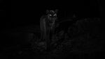 Foto: Penampakan Black Panther di Afrika