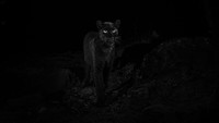 Seorang fotografer, Will Burrard-Lucas berhasil memotret black panther di Loisaba Conservancy, Kenya (Will Burrard-Lucas/Loisaba Conservancy/Facebook) 