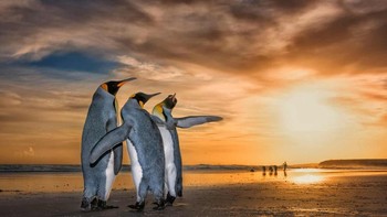 Karya wim Wan Den Heever didapuk sebagai Highly Commended. Wim menemukan penguin raja ini di sebuah pantai di Kepulauan Falkland tepat saat matahari terbit. Mereka terperangkap dalam perilaku kawin yang menarik - kedua jantan terus bergerak di sekitar betina menggunakan sirip mereka untuk menangkis yang lain. Foto: Wildlife Photographer of the Year