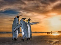 Karya Menyentuh Jawara Kontes Foto Hewan Liar