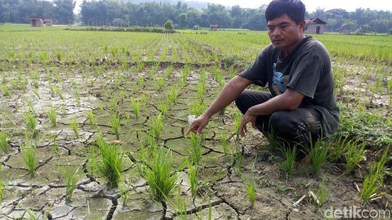 Musim Hujan, Petani Padi di Ponorogo Masih Keluhkan Kekeringan Musim Hujan, Petani Padi di Ponorogo Masih Keluhkan Kekeringan