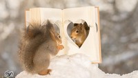 Tingkah menggemaskan dua ekor tupai yang berdiri di depan buku berlambang hati. Istimewa/Dok. Boredpanda.