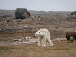 Karya Menyentuh Jawara Kontes Foto Hewan Liar