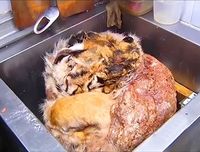 6 Hewan Ini Terancam Punah Karena Kaprikornus Makanan di China