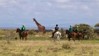 Ada banyak aktivitas wisata di Loisaba Conservancy, seperti naik kuda menjelajahi padang savana (Loisaba Conservancy/Facebook)