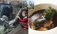 6 Hewan Ini Terancam Punah Karena Kaprikornus Makanan di China