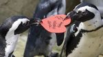 Deretan Tingkah Lucu Hewan Mengungkapkan Kasih Sayang