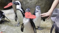 Kartu ucapan itu pun dibawa sepanjang waktu oleh para penguin di sana. Lucu banget ya. Jeff Chiu/AP Photo.