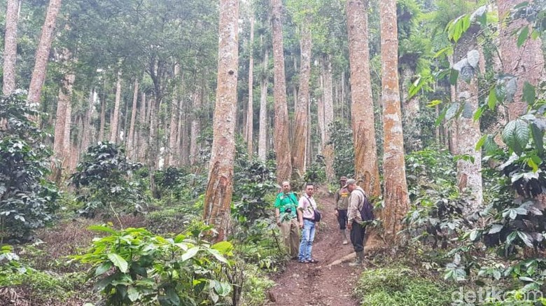 Trek Pendaki Argopuro (M Rofiq/detikTravel) Trek Pendaki Argopuro (M Rofiq/detikTravel)