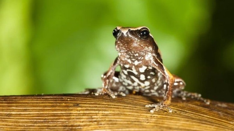 Spesies Katak Baru yang Misterius Ditemukan di India Spesies Katak Baru yang Misterius Ditemukan di India