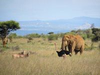 Konservasi yang begitu terjaga (Loisaba Conservancy/Facebook)