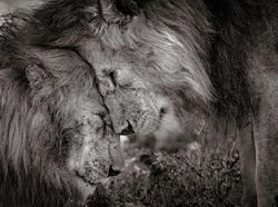 Karya Menyentuh Jawara Kontes Foto Hewan Liar