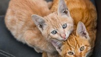 Tubuh dua ekor kucing ini seperti membentuk lambang hati saat berpelukan. Istimewa/Dok.Boredpanda.