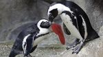 Foto: Pasangan Penguin yang Saling Menguatkan Satu Sama Lain
