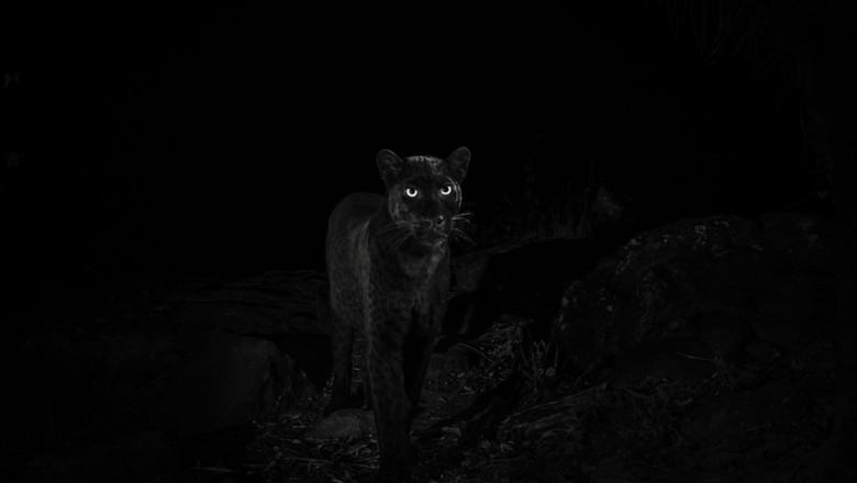 Penampakan black panther di Loisaba Conservancy (Will Burrard-Lucas/Loisaba Conservancy/Facebook) Penampakan black panther di Loisaba Conservancy (Will Burrard-Lucas/Loisaba Conservancy/Facebook)