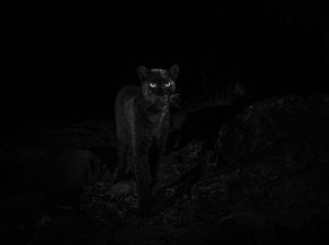 Mengenal Loisaba, Tempat Penampakan Black Panther