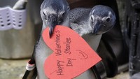 Para penguin mendapatkan ucapan Hari Valentine dengan nama mereka di masing-masing kartunya. Jeff Chiu/AP Photo.