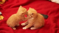 Dua ekor anak kucing ini pun tak mau ketinggalan merayakan Hari Valentine. Istimewa/Dok.Boredpanda.