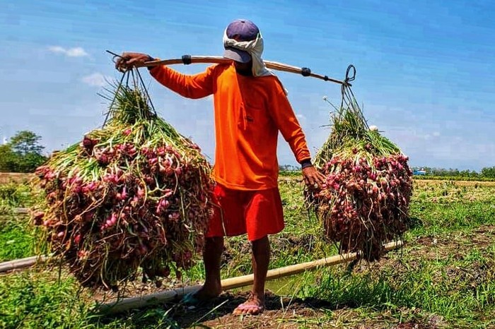 Agar Harga Bawang Merah Membaik, Pedagang Harus Beli ke Petani
