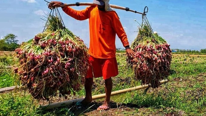 Masuk Masa Panen, Kementan: Pasokan Bawang Merah Berlimpah