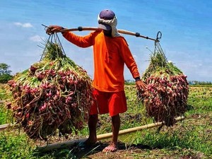 Agar Harga Bawang Merah Membaik, Pedagang Harus Beli ke Petani