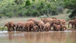 Foto: Penampakan Black Panther di Afrika