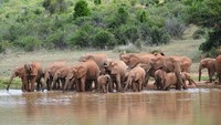 Ada 2 sungai dan satu mata air di sana yang jadi sumber kehidupan (Loisaba Conservancy/Facebook) 