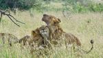 Foto: Penampakan Black Panther di Afrika
