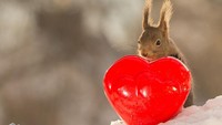 Beragam benda berbentuk hati menjadi hal yang wajib ada saat akan mengungkapkan perasaan cinta, seperti yang dibawa tupai ini. Istimewa/Dok. Boredpanda.