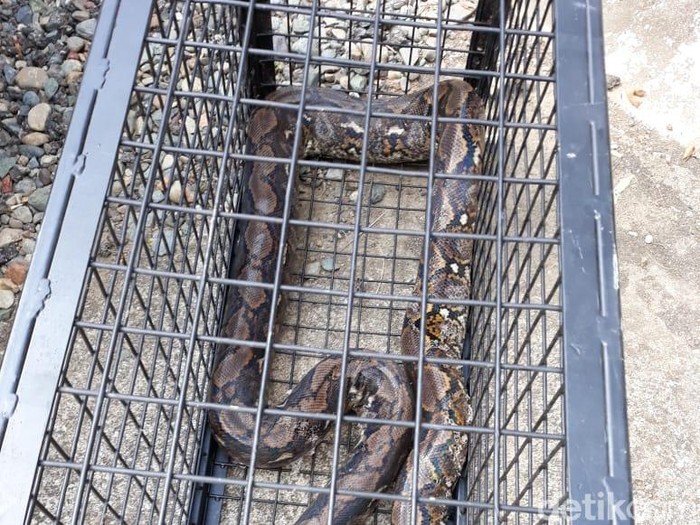 UIar Piton Ditemukan Dekat Rumah Warga di Banda Aceh