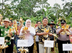 Produksi Jagung di Pandeglang Diklaim Terus Meningkat