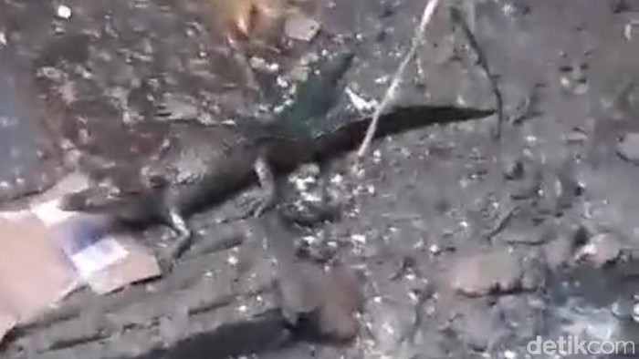 Sebulan Berkeliaran, Buaya di Gorong-gorong Amplaz Ditangkap!