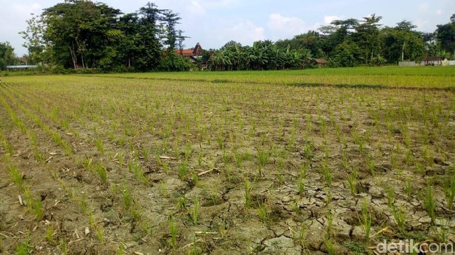 Gaji Kades Bakal Naik Hingga Rp 3,8 Juta di Januari 2020