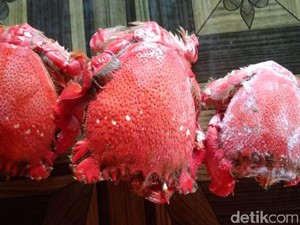 Undur-undur Laut dan Darat Sama atau Tidak? Ini Penjelasan Ilmiahnya