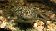 Mengenal Katak Badut, Amfibi yang Dulu Digunakan untuk Tes Kehamilan