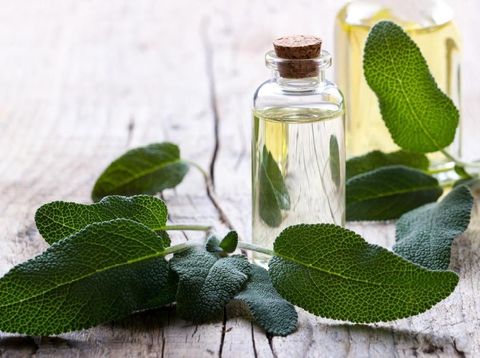 Sage and essential oil in a bottle, alternative medicine and spa