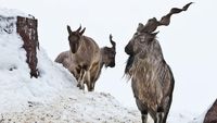Pemburu Ini Rela Bayar Rp 1,5 Miliar Untuk Bunuh Kambing Gunung Langka