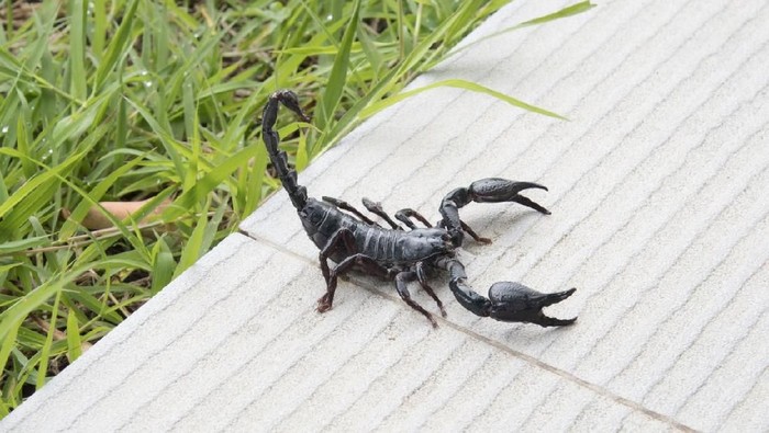 Scorpion on nature background in courtyard.