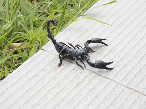 Scorpion on nature background in courtyard.